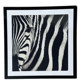 A Contemporary Photograph of a Zebra