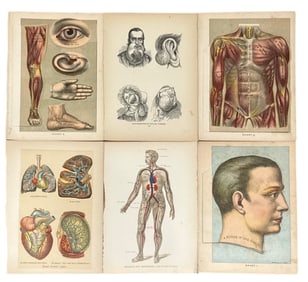 Original Pages from E.J.STANLEY Fold Out Medical Book 1901-1916
