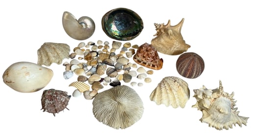 A Collection of Seashell & Conch Shells