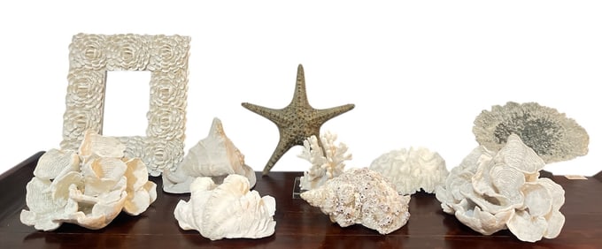 Collection Seashells and Sea Urchins
