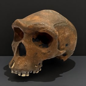 Grotesque Anatomical Skull Model, British Natural History Museum