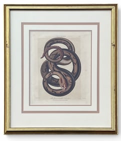 LINNAEUS Rattle Snake Print, London