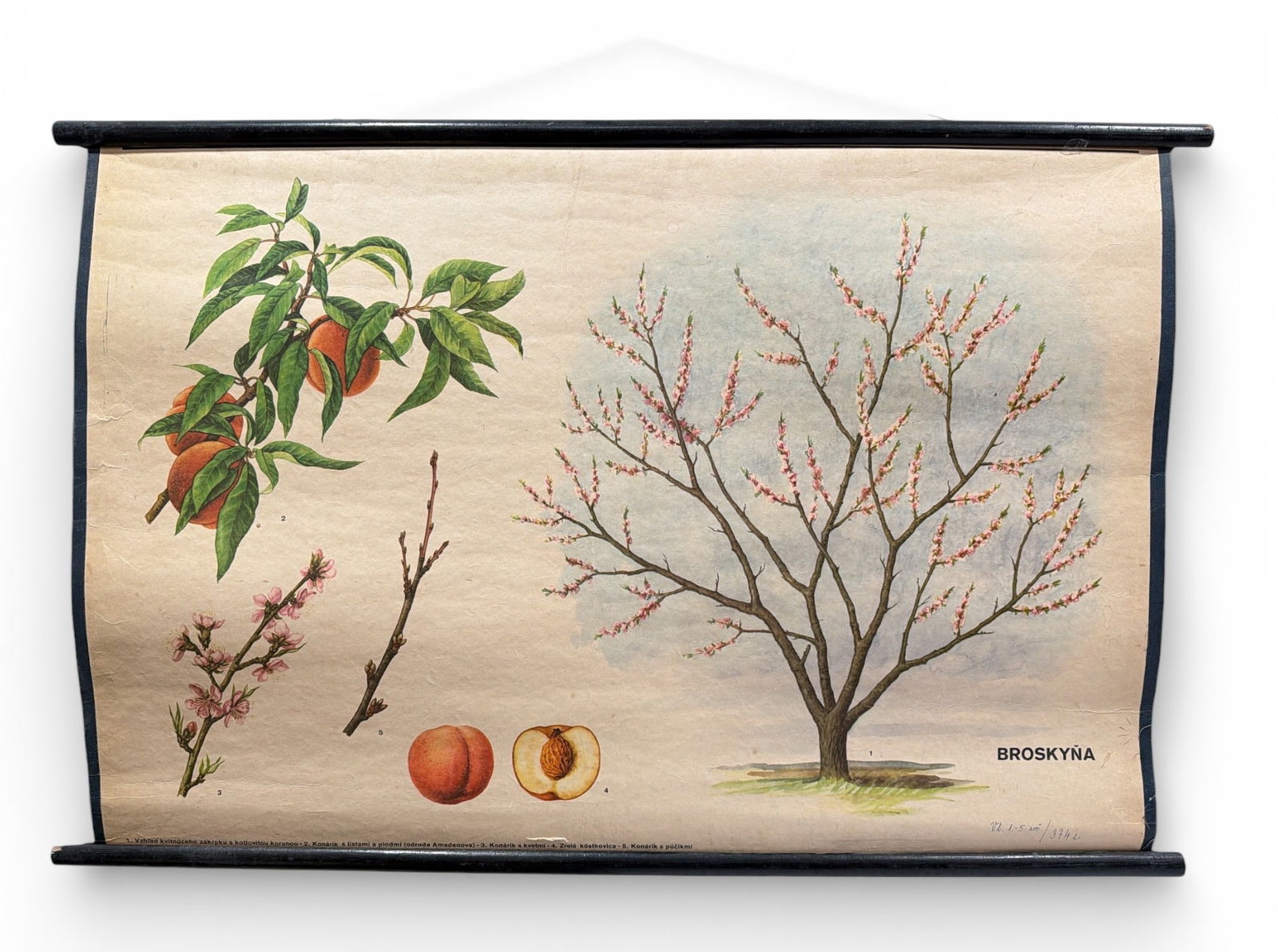 Vintage European Botanical Chart, Peach Tree: 23.25" H x 35.25" W, hangs 2.75".