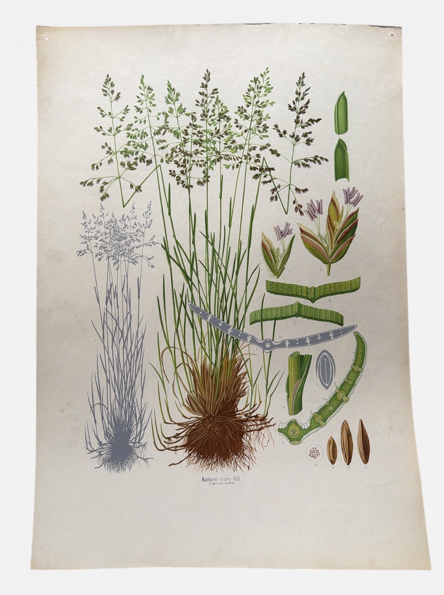 Vintage European Botanical Chart, Grass: 32" H x 22.25"W, hangs like a poster or can be framed. This piece is an early 20th C chart used in schools as a pictorial teaching guide