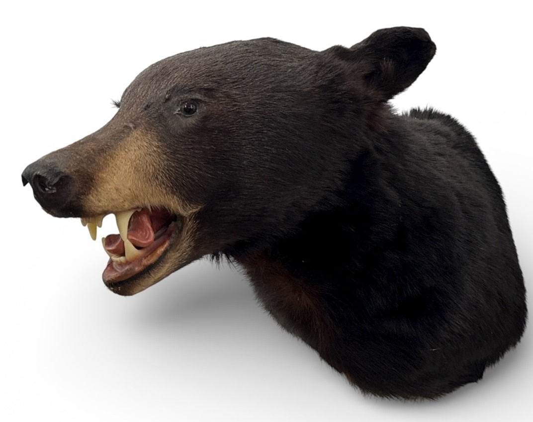 Large Black Bear Taxidermy Head (1 of 4)
