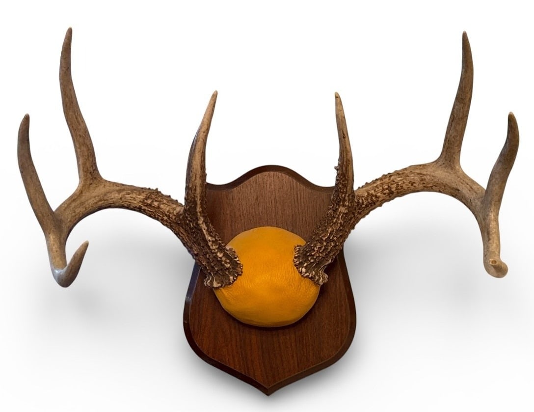 Eight Point Whitetail Deer Taxidermy Antler Mount (1 of 3)