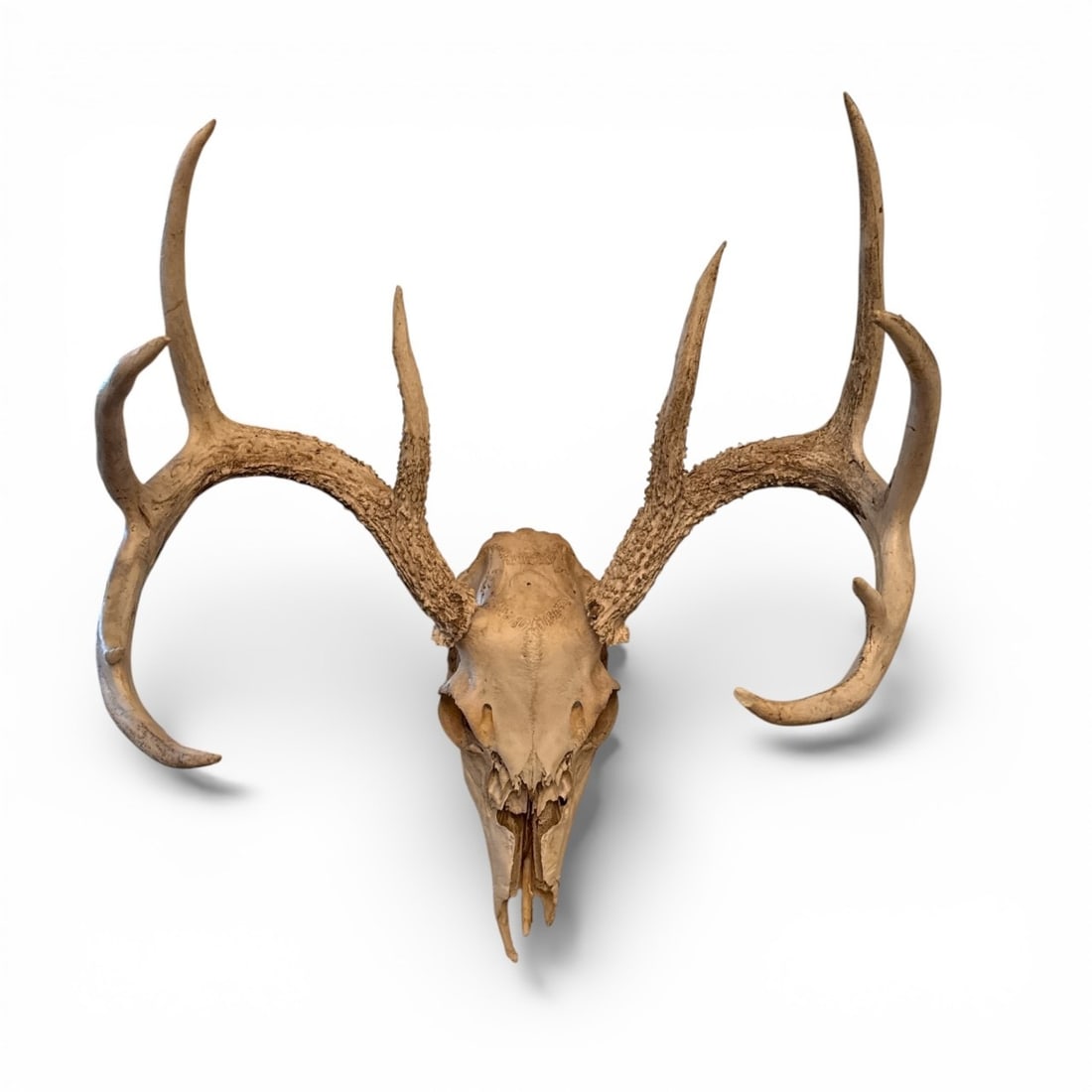 Nine Point Whitetail Deer European Taxidermy Antler Mount (1 of 3)