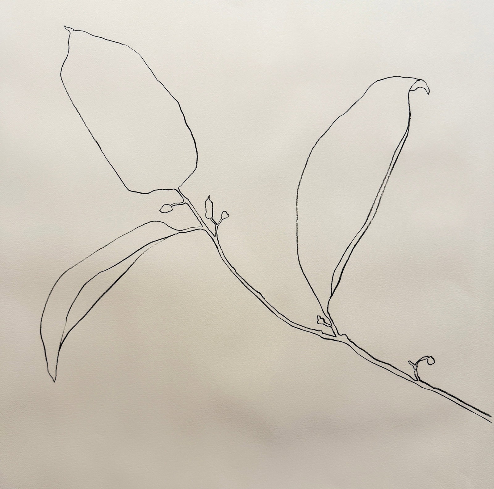 Botanical Pencil Drawing, Attr. ELLSWORTH KELLY: Measures 34" x 28.25" x 2" D, sight measures 28" x 22".
