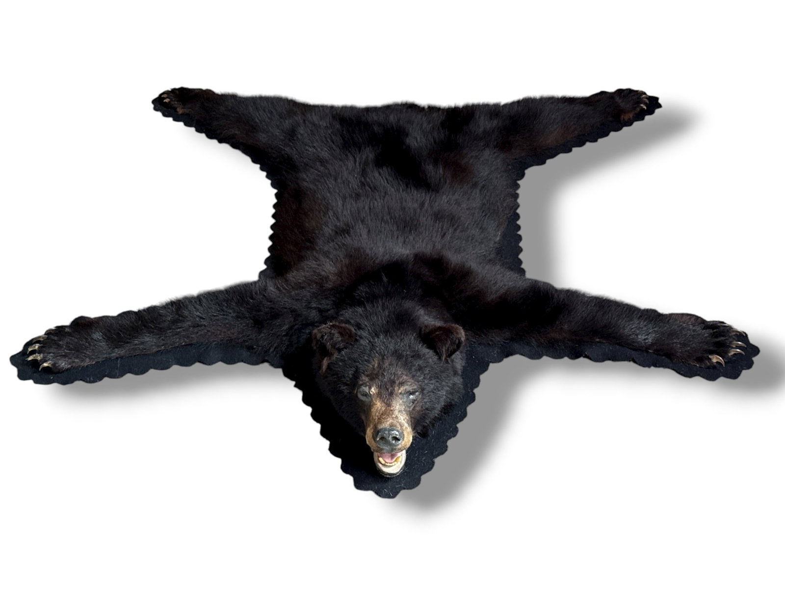 Full Body Black Bear Taxidermy Rug, 5 FT (1 of 6)