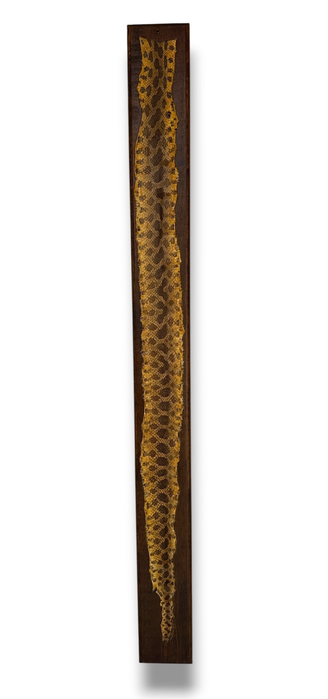 Pine Snake Snakeskin Taxidermy 1977: Measures 60" H x 5.5" W x .75" D mounted.