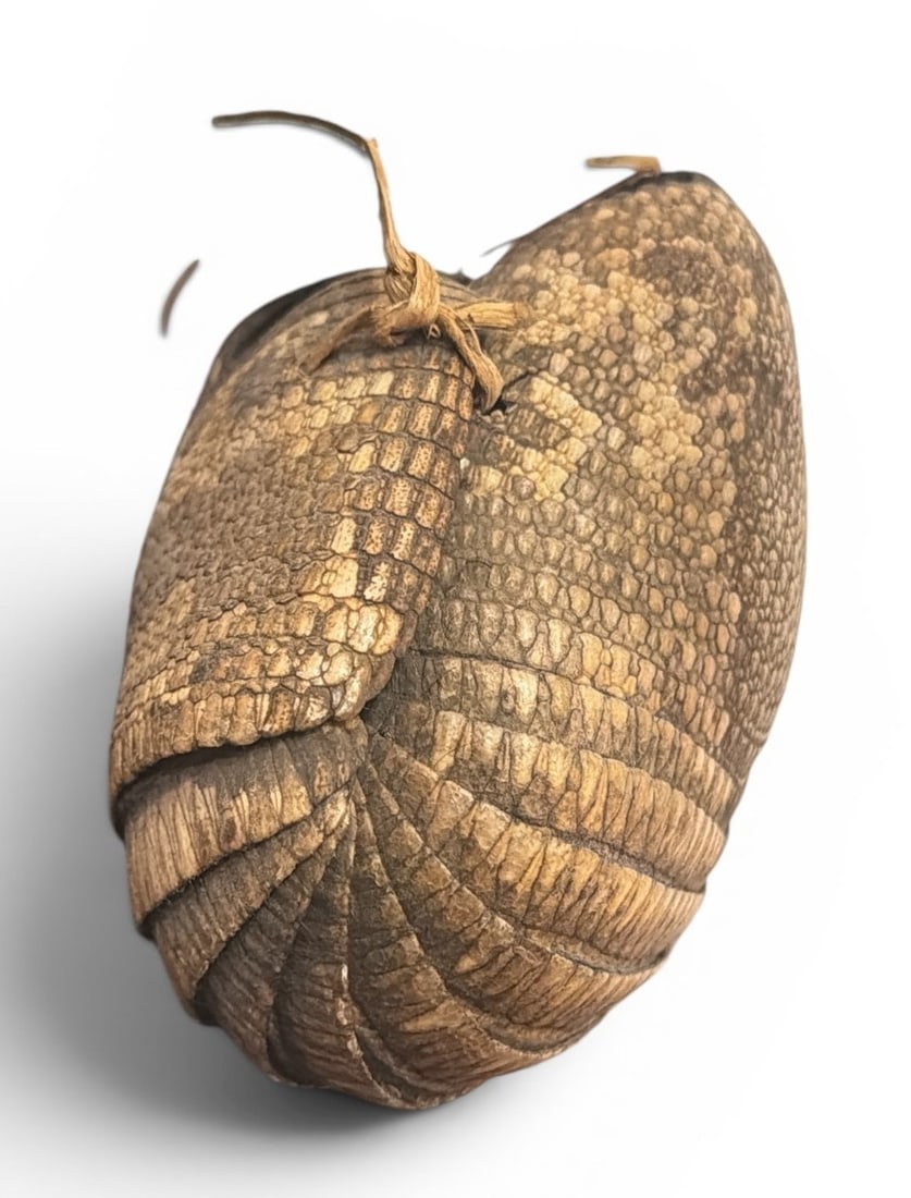 Two Armadillo Shell Taxidermy Baskets, Oddity - 5