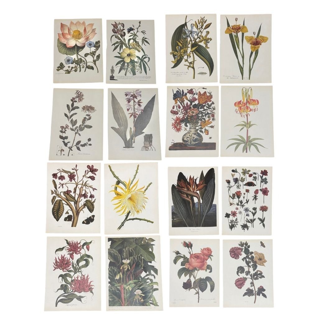 Collection 16 French Botanical Plate Prints (1 of 9)