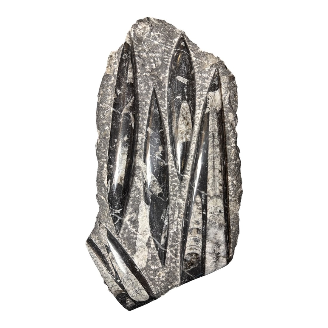 Semi Polished Orthoceras Fossil: Measures 1.5" H x 13" x 7".
