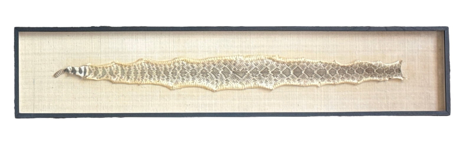 3 Foot Framed Rattlesnake Taxidermy Skin with Rattle: Framed on linen backing with denglas. Measures 9.5" H x 46.5" W x 1.5" D, in frame. Skin measures 3" x 36".