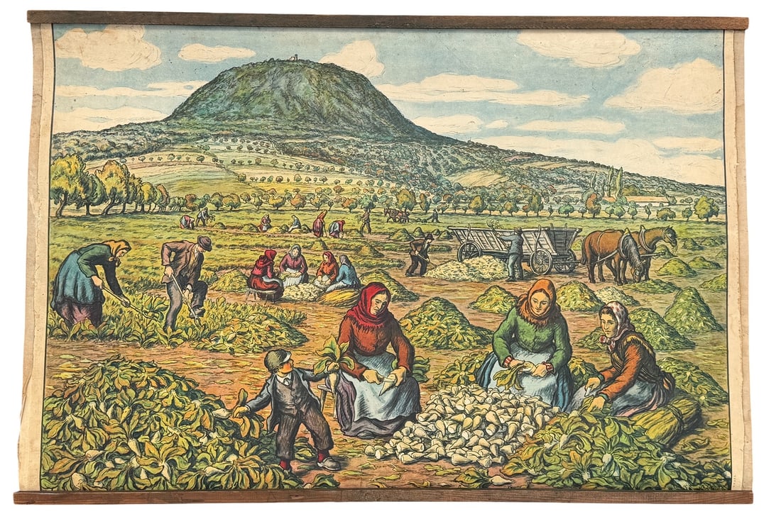 Vintage European Educational Chart, Beet Harvest: Measures 24.5" x 36".