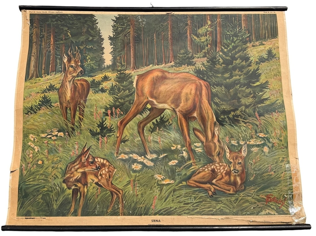 Vintage European Educational Chart, Deer Grazing: Measures 33" x 40.5".