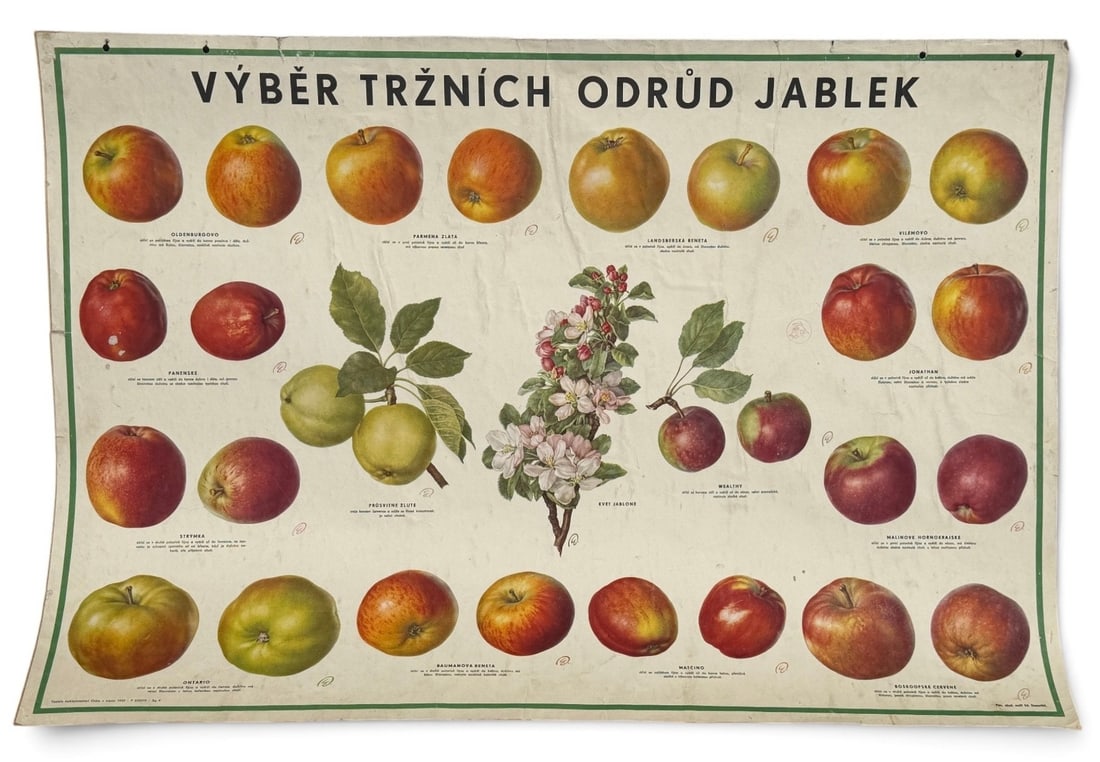 Vintage European Educational Chart, Apple Botanicals: Measures 22.75" x 33.5".