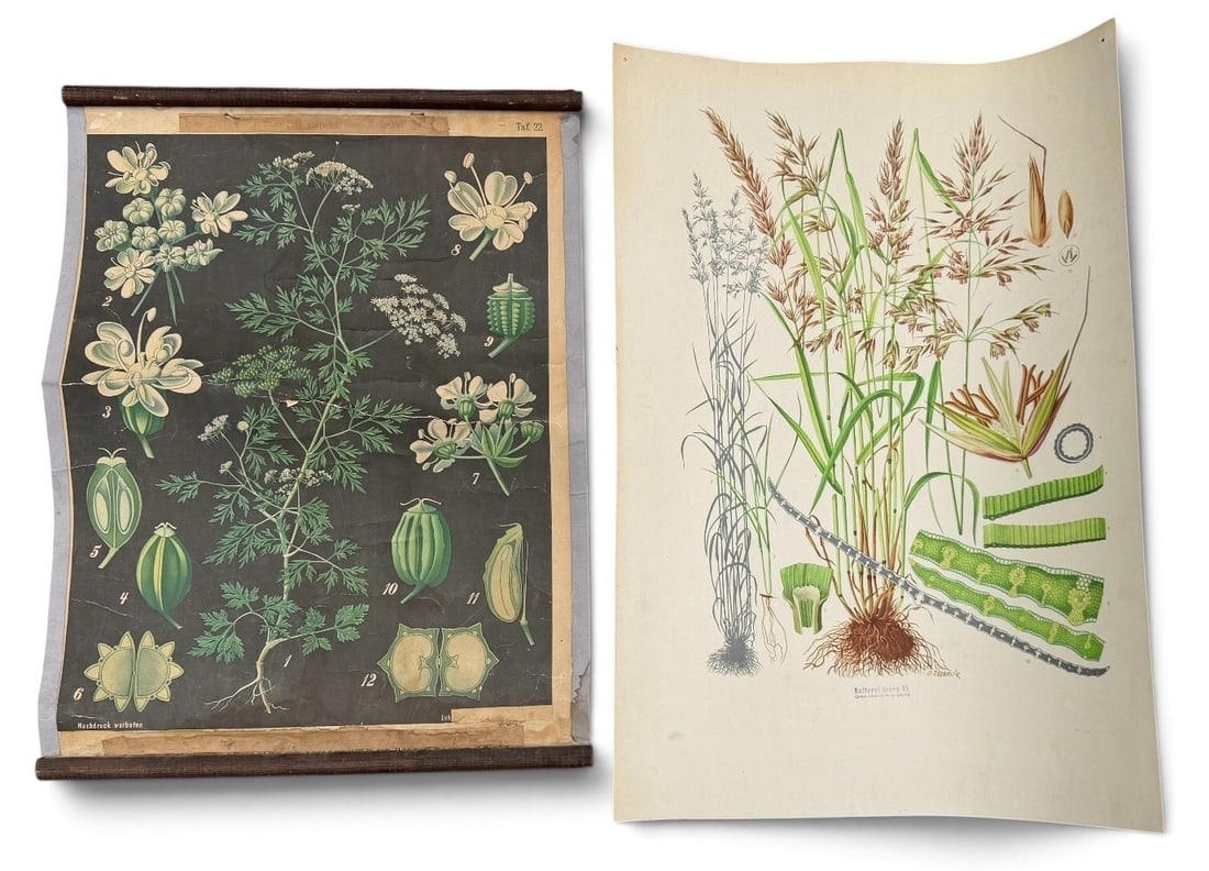 Two Vintage European Botanical Charts: The larger, unframed one measures 31.5" x 22" and the smaller framed one measures 28" x 21.5".