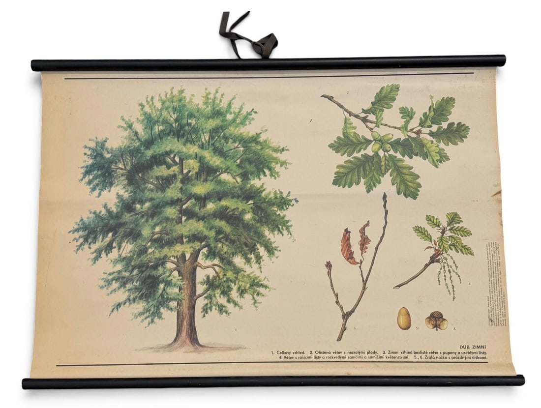Vintage European Educational Chart, Oak Tree: Measures 23" x 33.25".
