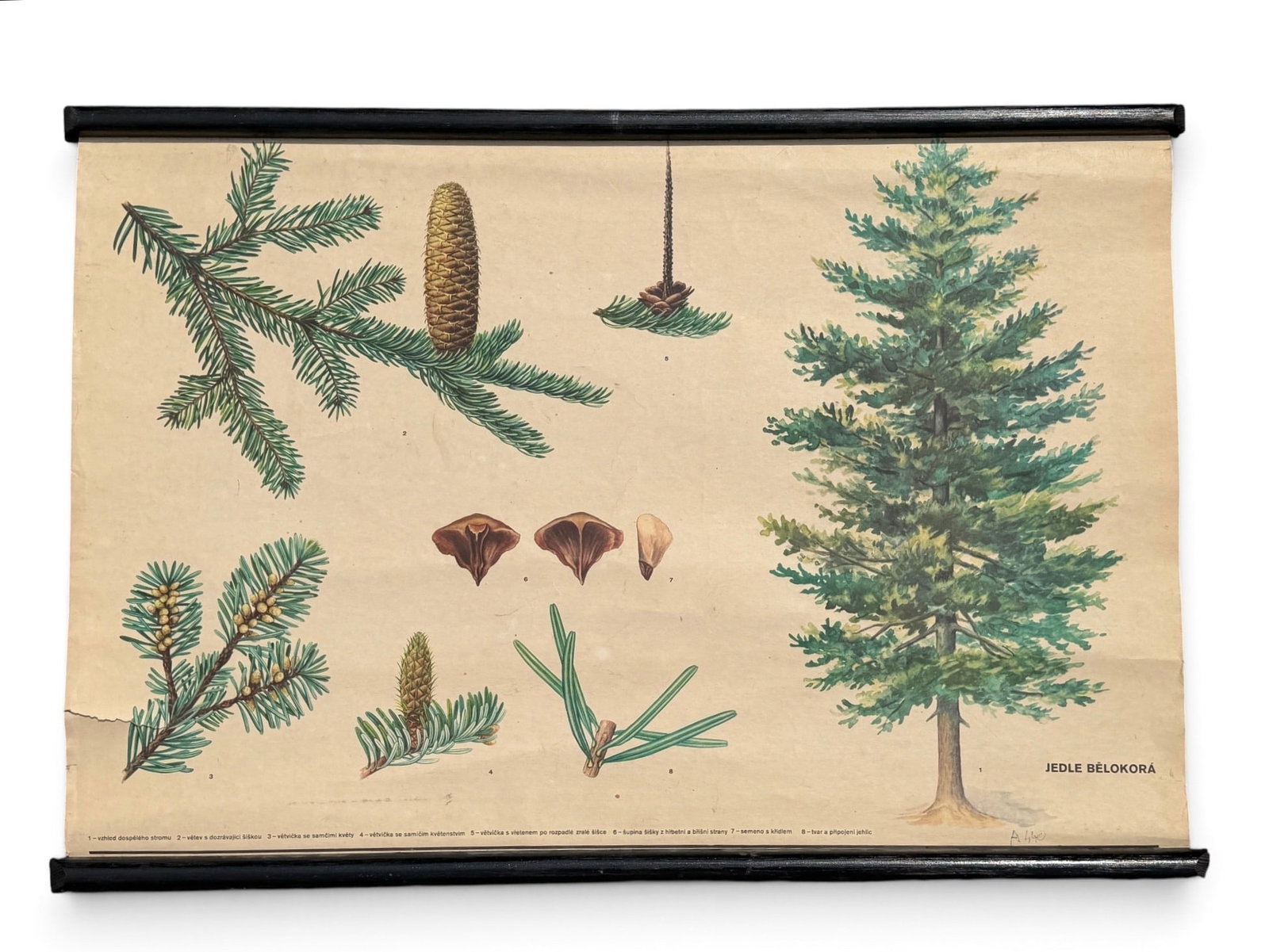 Vintage European Educational Chart, Pine Tree: Measure 23" x 33".