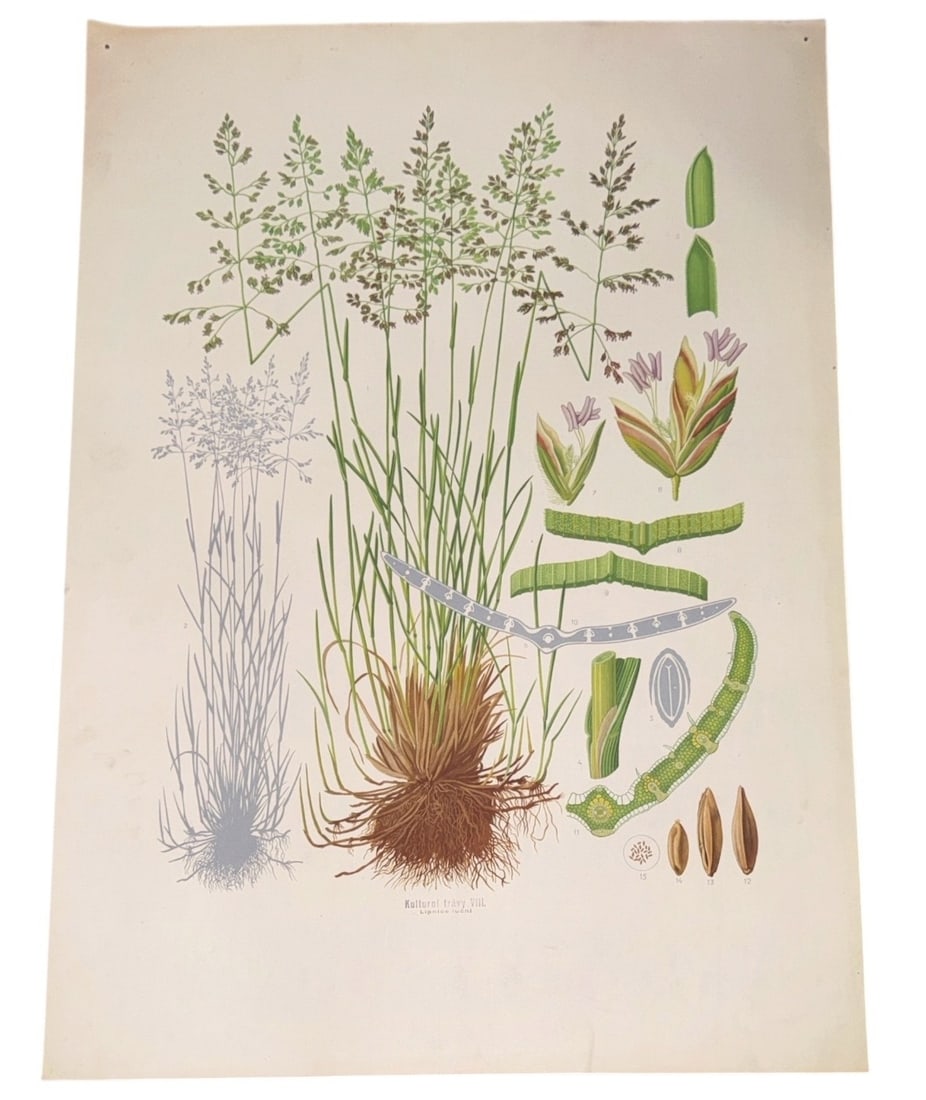 Vintage European Botanical Chart: Measures 32" x 22.5".