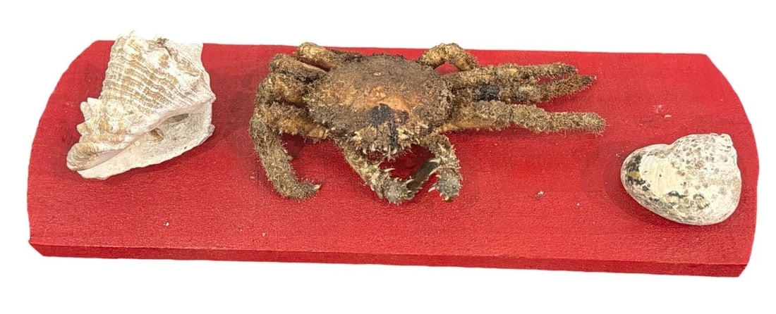 Spider Crab Taxidermy and Seashells: 4" H x 16" W x 6" D.
