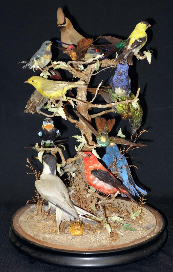 SONG BIRD MOUNT (18+/-): Victorian Aviary taxidermy; song birds on branch; glass dome; hand written card to accompany; normal wear and damage; H-23", G