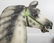 A. HERSCHEL JUMPER CAROUSEL HORSE - 4