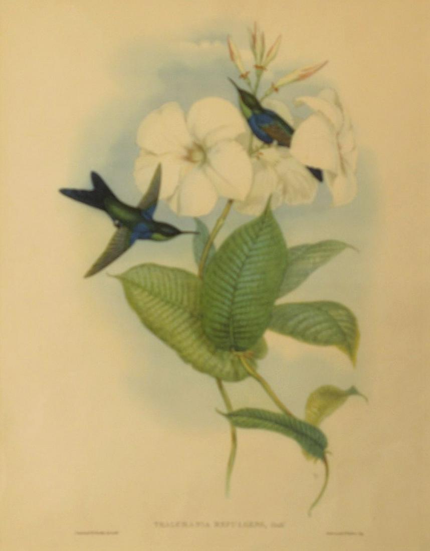 JOHN GOULD HUMMINGBIRD PRINT: "Thalurania Refulgens"; lithograph; unsigned; slight toning; matted and framed; image: 19" x 15", G-VG