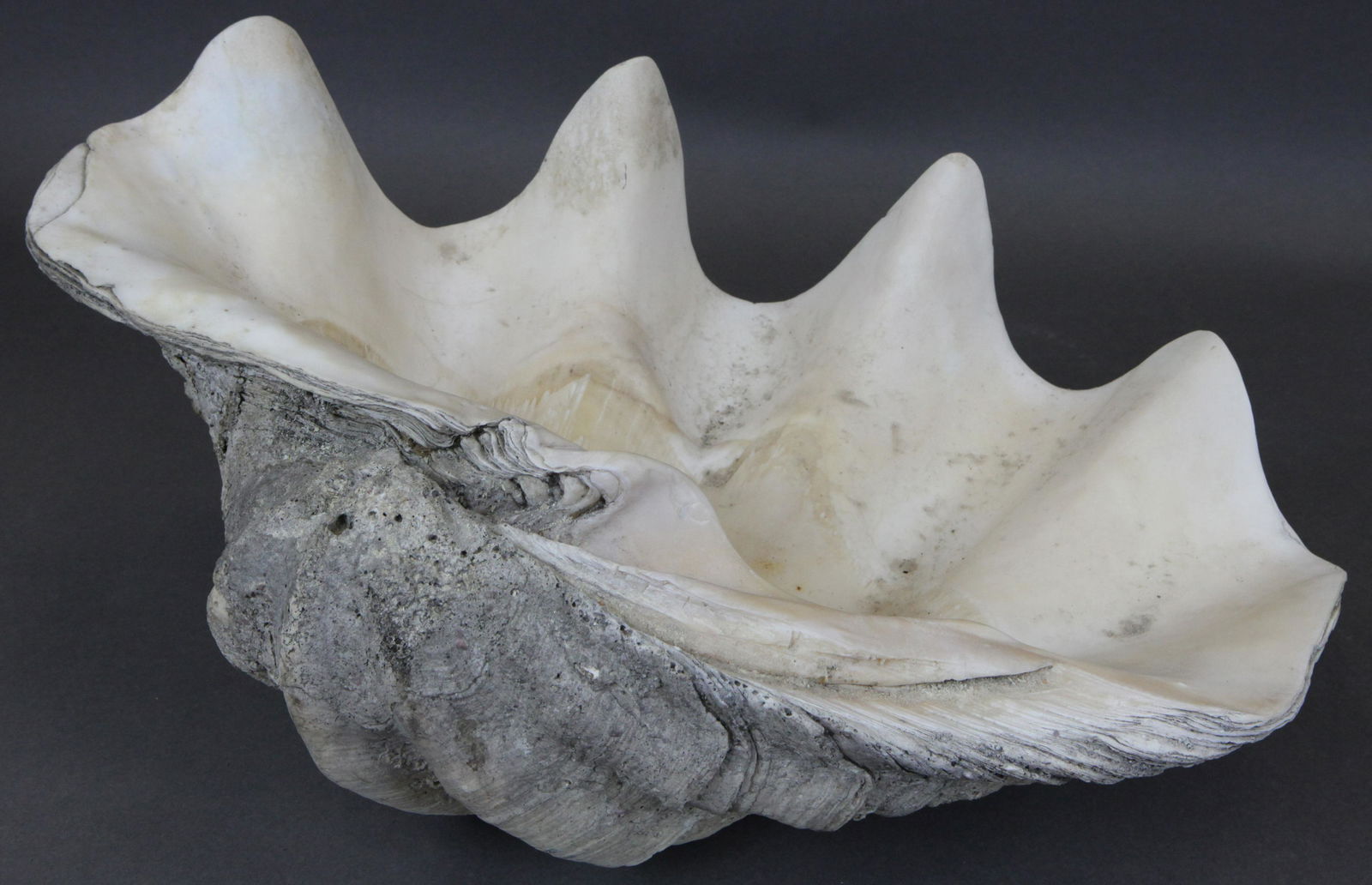 LARGE CLAM SHELL (1 of 9)