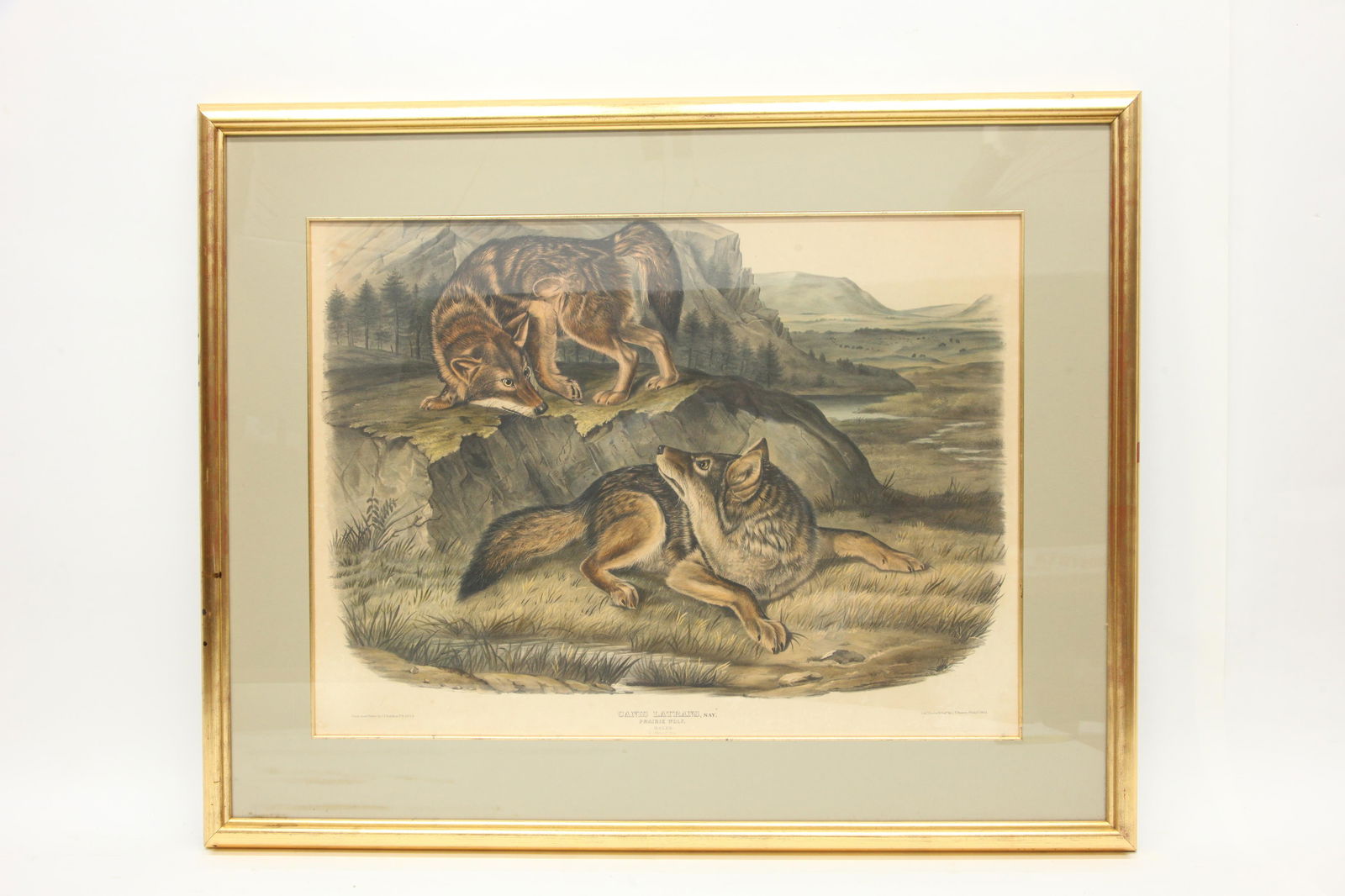 AUDUBON QUADRUPED LITHO (1 of 5)