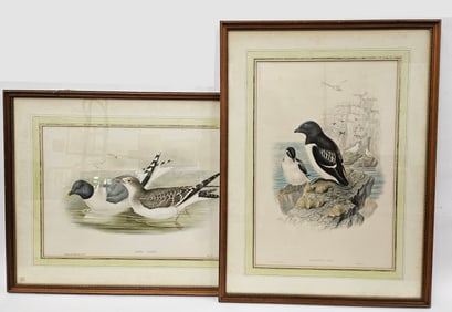 J. GOULD BIRD LITHOGRAPHS (2)