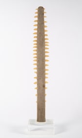 SAW TOOTH SHARK BILL