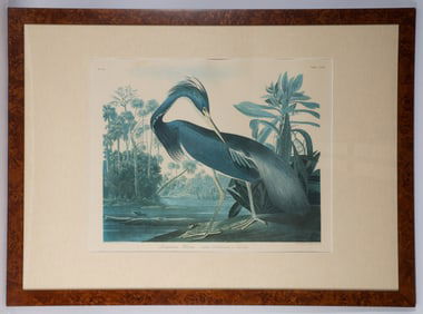 AUDUBON LITHOGRAPH
