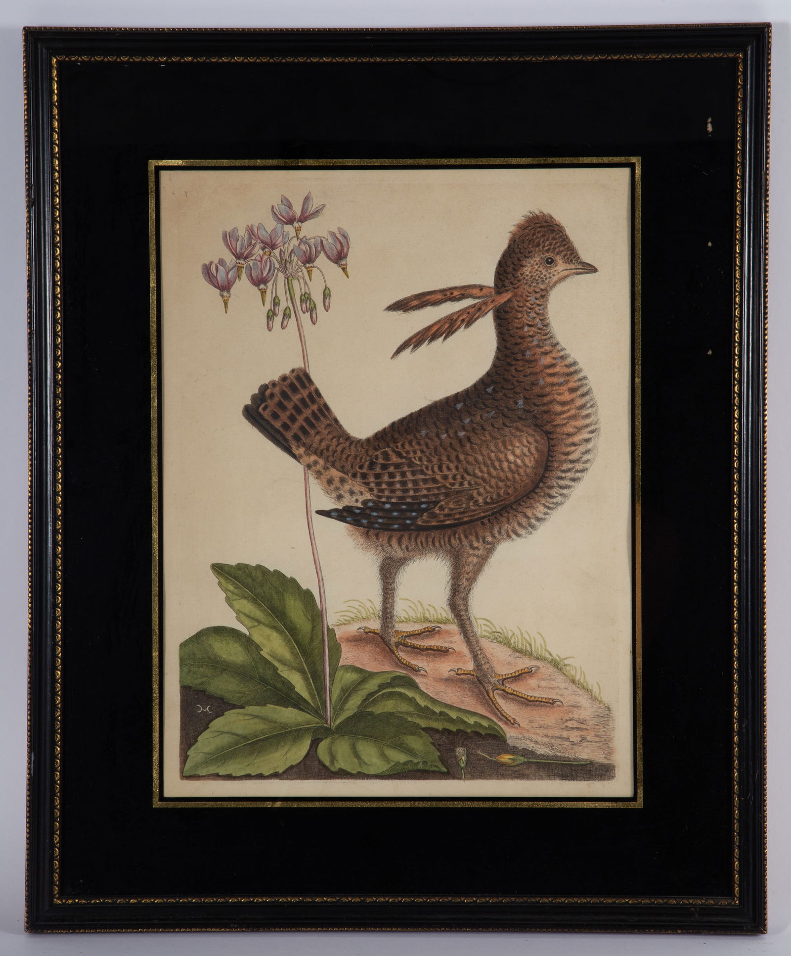 EARLY PARTRIDGE PRINT: Hand colored, Mark Catesby; accompanied with page 1 of appendix; normal wear; matted and framed; 15" x 11", G-VG
