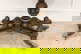 item-208966118=2
