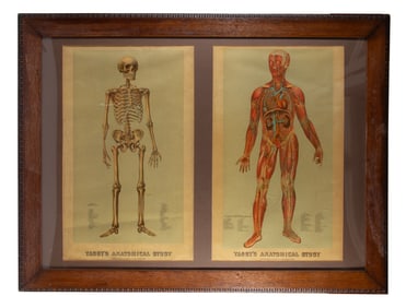 YAGGY'S ANATOMICAL STUDY
