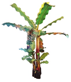 BALI BANANA TREE