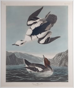 AUDUBON MERGANZER LITHO