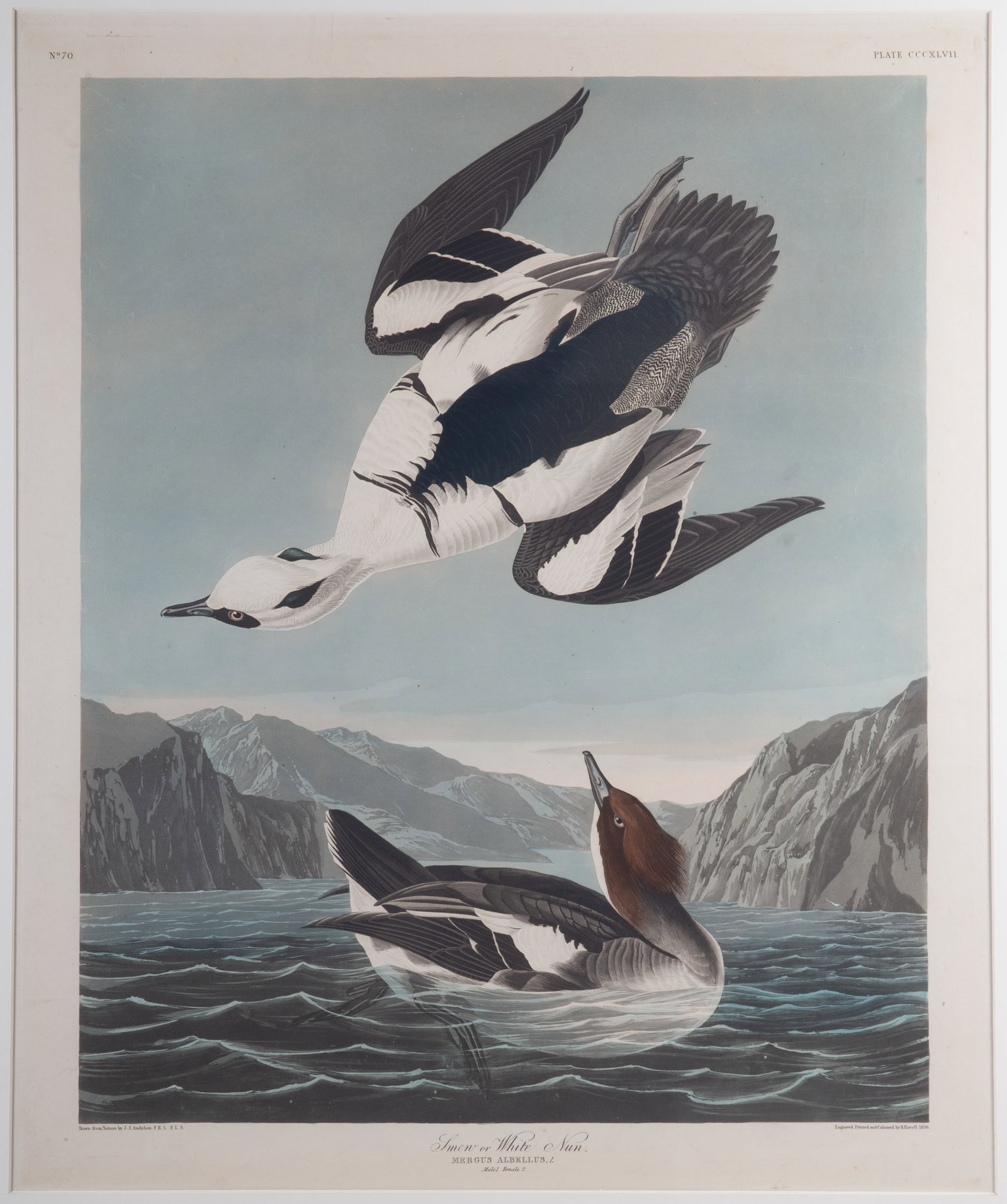 AUDUBON MERGANZER LITHO (1 of 5)