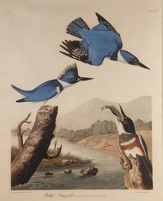 AUDUBON KINGFISHER LITHO