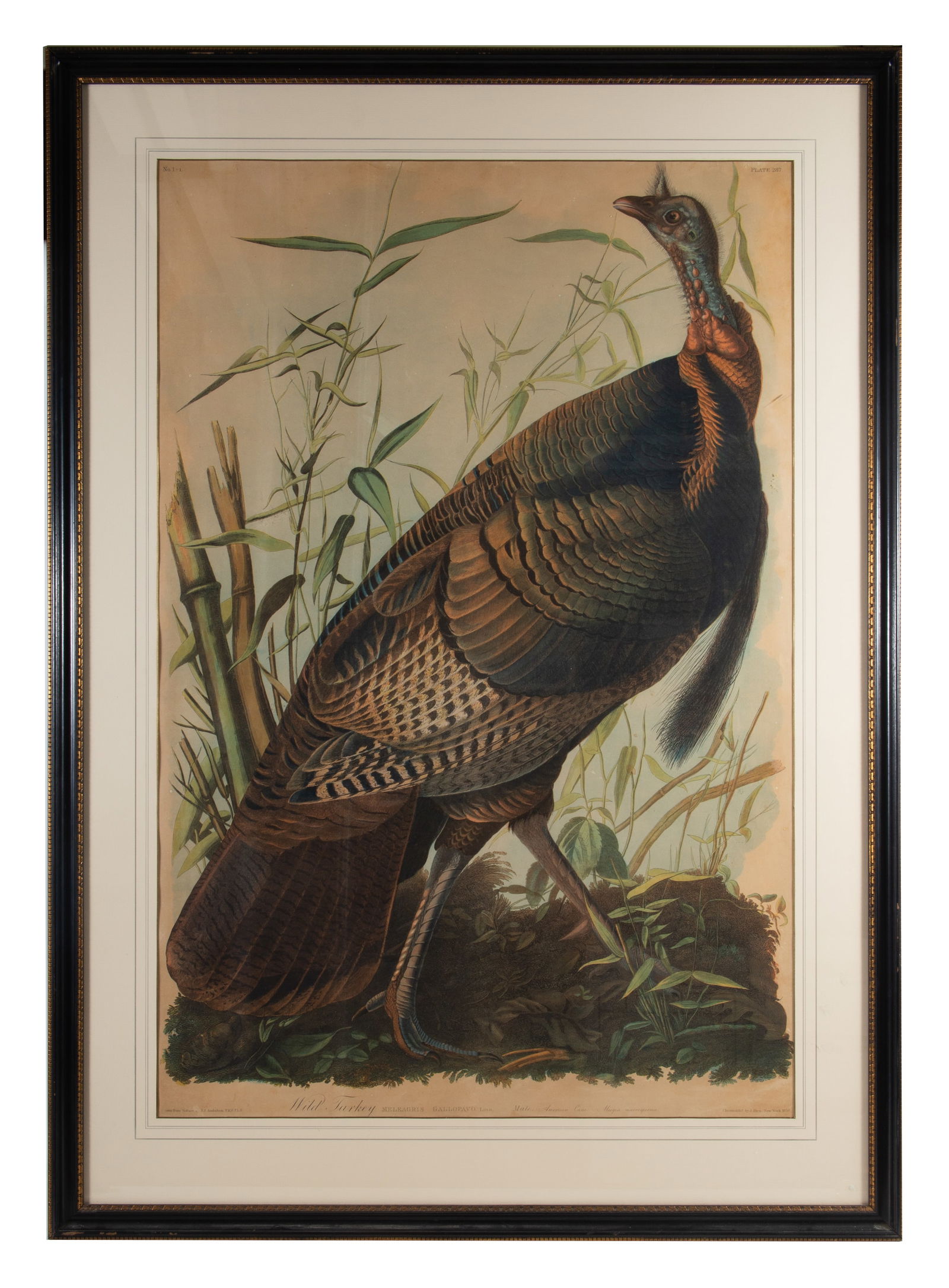 AUDUBON TURKEY CHROMOLITHO: "Wild Turkey" Bien 1858, toned, normal wear, image: 38" x 25"; frame: 47" x 34", F-G