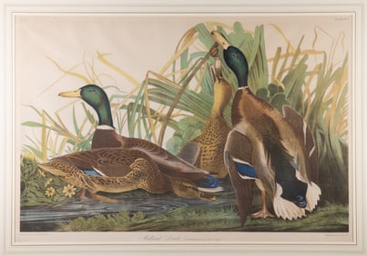 AUDUBON MALLARD LITHO