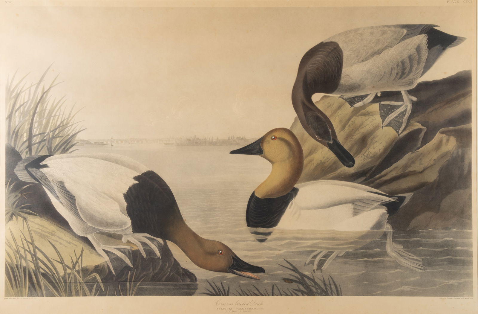 AUDUBON CANVASBACK LITHO (1 of 4)