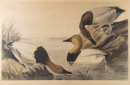 AUDUBON CANVASBACK LITHO - 20TH CENTURY PRINT