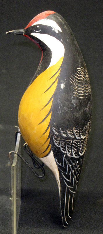 YELLOW BELLIED SAP SUCKER (1 of 1)