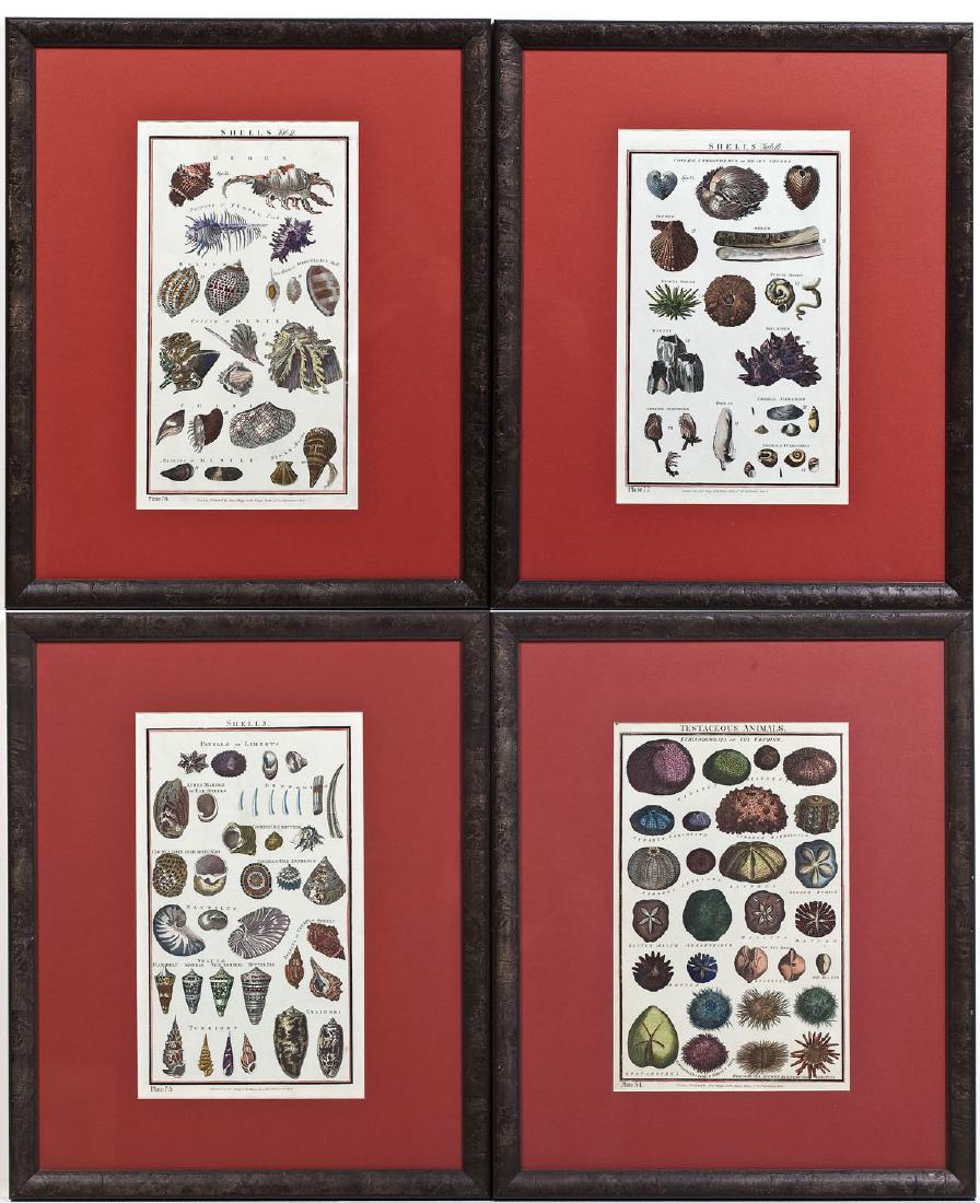 4 Hand Colored Engravings of Shells Alex Hogg (1 of 11)