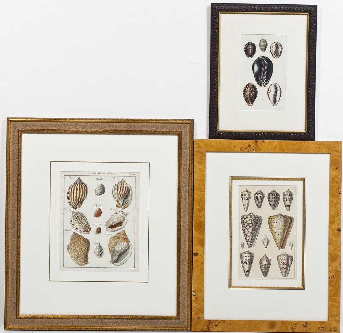 3 Hand Colored Engravings of Shells (1 of 10)