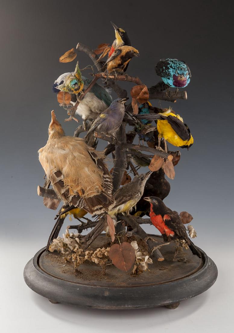 Victorian Taxidermy Bird Grouping in Dome Display (1 of 3)