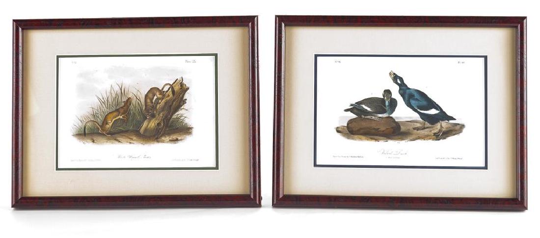 Two Audobon Octavio Prints Incl Velvet Ducks (1 of 14)
